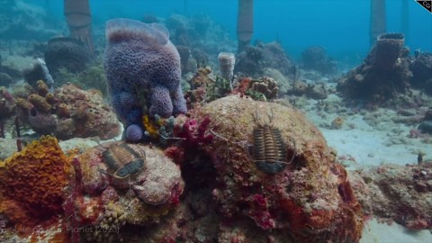 Earth’s Darkest Hours After the Asteroid That Wiped Out the Dinosaurs