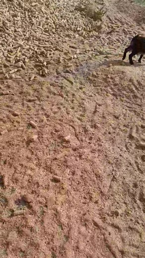 Maize cob | Farmvilla Resource Centre