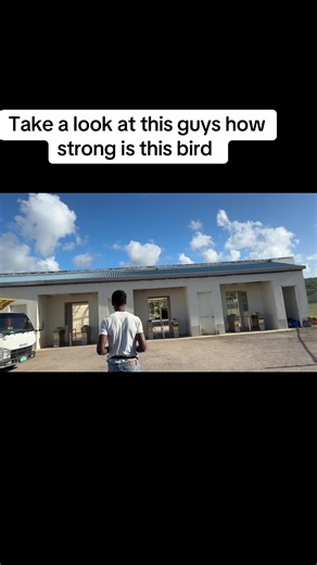 Bird Hunting Techniques with a Slingshot