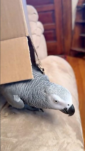 A Bird in a Box 📦