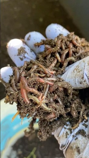 🪱🌿Why Eisenia fetida Are Worm‑Farming Superstars!🪱🌿