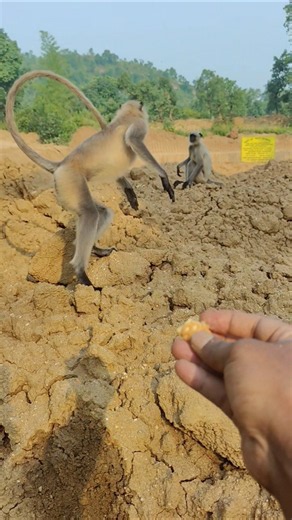 Playful Langur Monkey Comes for Food | Amazing Monkey Short 🐒✨