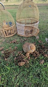 Dancing Partridge Female on feed || #partridges #birds | Birds Lover 2