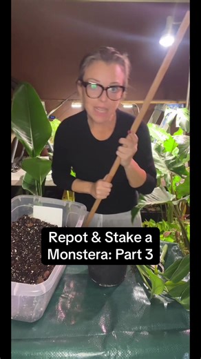 This is Part 3 of the Monstera repot series, the hands-on part 🌱 In this video, I show: • What kind of wood stake I recommend (cedar) and why • What “wood breaking down” actually means and why it takes years • Why your plant will outgrow the stake long before that’s an issue • How to place the plant and stake together in the pot • How to backfill without burying nodes • And how to attach the plant using Velcro for support (not strangulation) Staking isn’t about looks, it’s about giving climbing