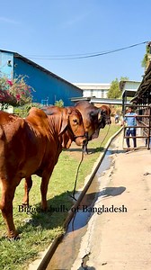 Brahman cows | Biggest Bulls Of Bangladesh