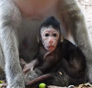 Really cutie adorable newborn baby monkeys! fat so much lovely adorable! | Good Or Bad