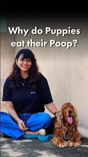 Why Do Puppies Eat Their Poop | Dog Trainer Explains #CoprophagyInDogs