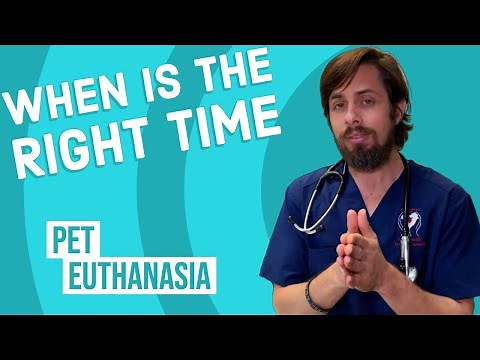 Is It Time to Put My Pet Down?