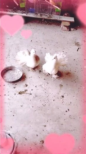 my fancy pigeons | new cloney fancy pigeons | metting pegion 🫣😊