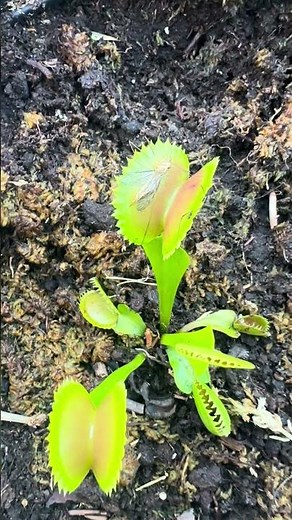Huge fly caught by a giant Venus flytrap!
