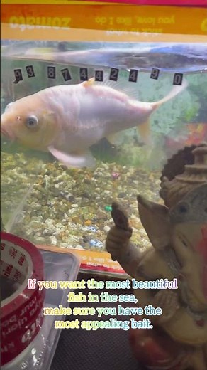 Short reels #shortvideo #viral #youtubevideo