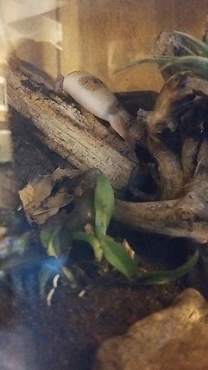 Goodnight everybody 🥰 🦎 | Jenna Luke