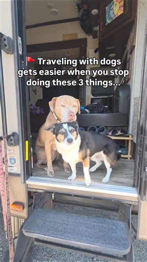 Traveling with dogs looks different for everyone.
