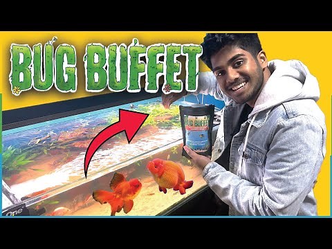 Keeping Fish Simple - Bug Buffet Fish Food Review! Is it good?