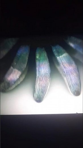 THX Amazing Life 1080p logo 2007