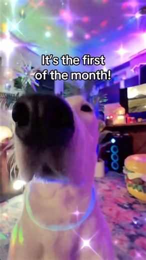 School is in a month yay! 🎒🥳✏️🚌📝🤓📚 #firstofthemonth #school #itsthefirstofthemonth #memes
