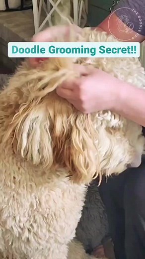 Easy Doodle Grooming Tips: Say Goodbye to Mats!