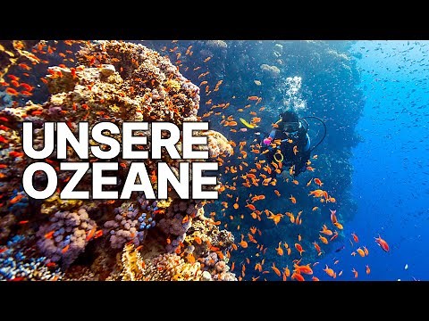 Die faszinierendsten Aufnahmen unser Ozeane | Eine Reise in die Tiefe
