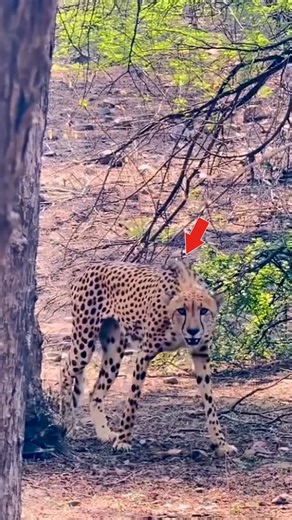 Ranthambore’s Rarest Moment: Tiger, Leopard & Cheetah in Same Area 😳🔥 #Shorts