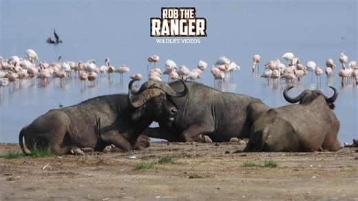 Birdlife surrounds buffalo along Lake Nakuru safari shores