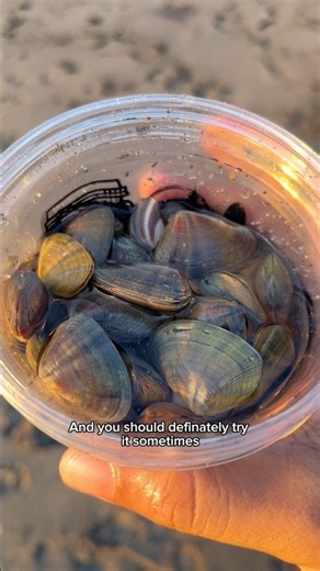Bean clams: The tiny ocean cleaners #clam #ocean #nature #shorts
