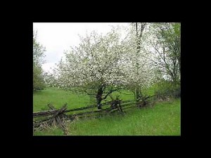 Jesus Christ The Apple Tree - St. Olaf Choir