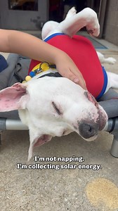 Deaf Therapy Dog Sun-Sloth #dogstagram #pitbullsofinstagram #dogoftheday #dogsofinstagram #deafdogsrock #doglover #foryoupage💙 #fypage #reelsofinstagram | Cole the Deaf Dog- The Team Cole Project