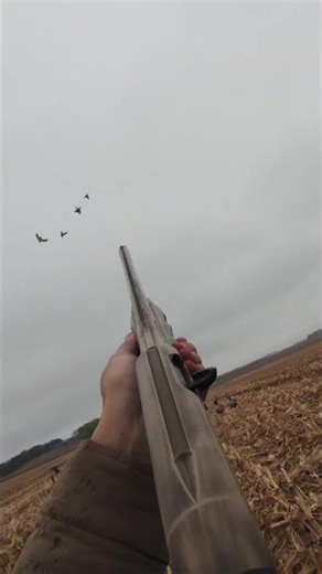 Cornfield mornings and cupped wings! #duckhunting #hunting