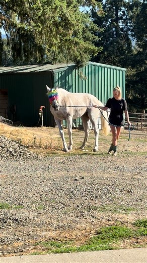 Helping Hands Healing Sanctuary 501c3 on Instagram: "There is some good news and a little bit of healing happening to our beloved Lena. This was her four days ago when we pulled her from the pasture and she was unable to walk straight. This morning, as I went to do the a.m. feed and check on her first thing, she walked right up to me and put her head out the stall window. She looked so much better. One of our therapists brought a client to visit her and she told us that Lena smiled for her. Lena
