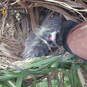 Birds feed on mice in the nest | Review Bird Nest