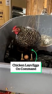 My chicken can lay eggs on command 😂 | VT