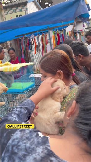 GALLIFSTREET pet market/dog market Kolkata #dogmarket#gallifstreet #dogbreed #pets#ytshortvideo