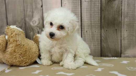 Bichon Frise puppy for sale
