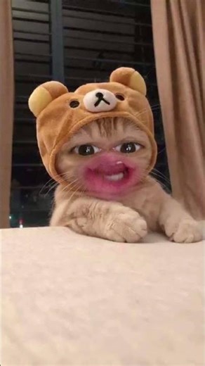 among us toys importer #funny #kitty #cat #amongus #imposter