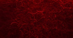 Chaotic Threadworms In Red Light. Parasitic Worms. Microscopic. closeup shot