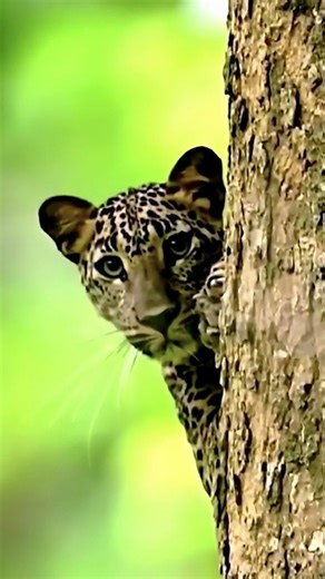 Ultimate Wild Predator Retreat 😱