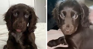 Les cils naturellement longs de ce cocker anglais fascinent la toile