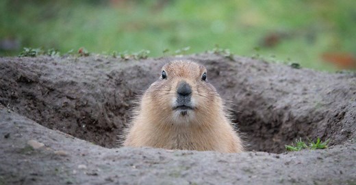 Groundhog (Woodchuck)