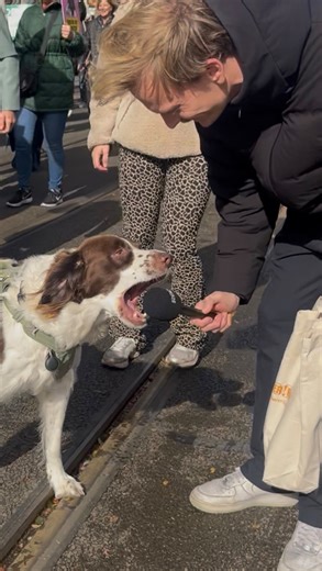 Onze collega Mart was bij de Dierendag Demo en vroeg aan mensen wat ze van proefdieren weten. Was jij er ook bij? 🐶 #nietvooriederdierendag #dierendag #proefdiervrij #proefdiervrijeinnovatie #dierproefvrij | Proefdiervrij