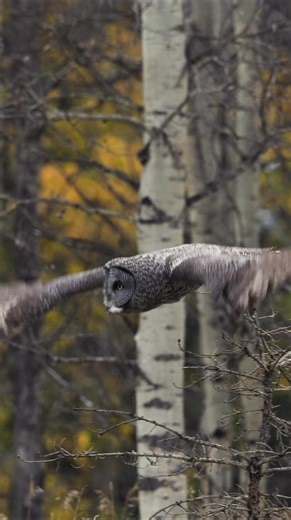A great gray owl hunting for voles in Canada | Harry Collins Photography