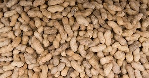 Peanut allergy treatment may increase risk of anaphylaxis, study finds