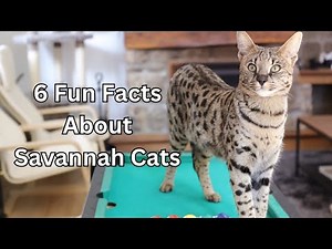 Savannah Cats: 6 Fun Facts Unleashed!