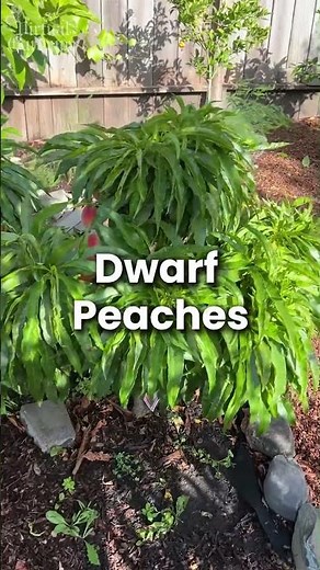 The Easiest Fruit Trees Beginners Can Grow in Pots🍊