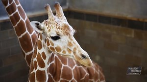 Tennessee Confidential: Aidoo's self-proclaimed nickname