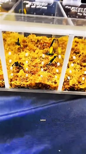 Top 3 Most Dangerous Frogs Ranked..! #animalfacts #shorts #wildlife | Nature Archive