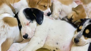 Brandywine Valley SPCA Mega Adoption Event: 1,000  homeless pets seek forever homes