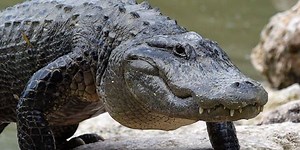 Father and son film the alligator over 4 meters tearing apart a smaller alligator (Video,  18)