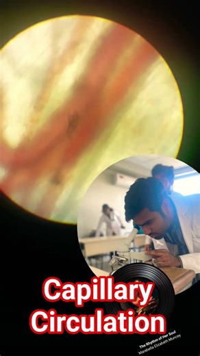 Blood Circulation in Capillaries