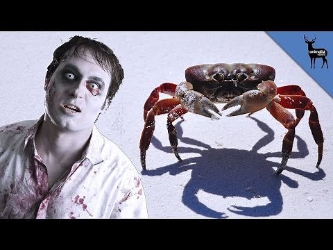 This Parasite Turns Crabs Into Zombies