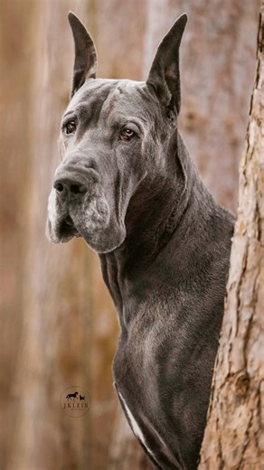 64K views · 2.6K reactions | Great Dane Secrets You Must Know Before Adopting   Thinking of getting a Great Dane? These gentle giants are more than just big dogs—they’re loyal, loving, and full of surprises! In this video, we reveal 5 important things you MUST know before adopting a Great Dane, including their unique personality, care needs, and the one fact that will truly surprise you. #GreatDane #DogLovers #PetTips #fyp #followerseveryone | ZoieePaws | Facebook